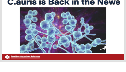 C.auris is back in the news