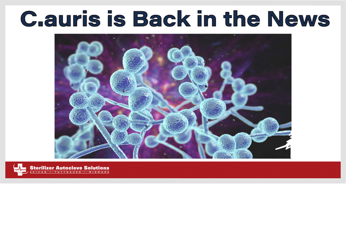 C.auris is back in the news