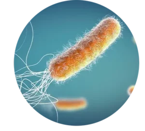 This is an enhanced image of a superbug bacteria.