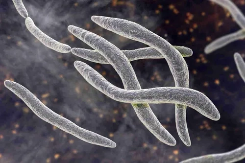 This is an enhanced image of a group of bacteria cells.